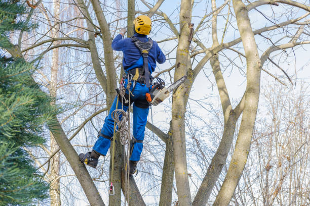  Flora, AL Tree Services Pros